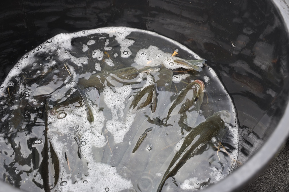 Carousel Aappma Fades Ancizes Sioule