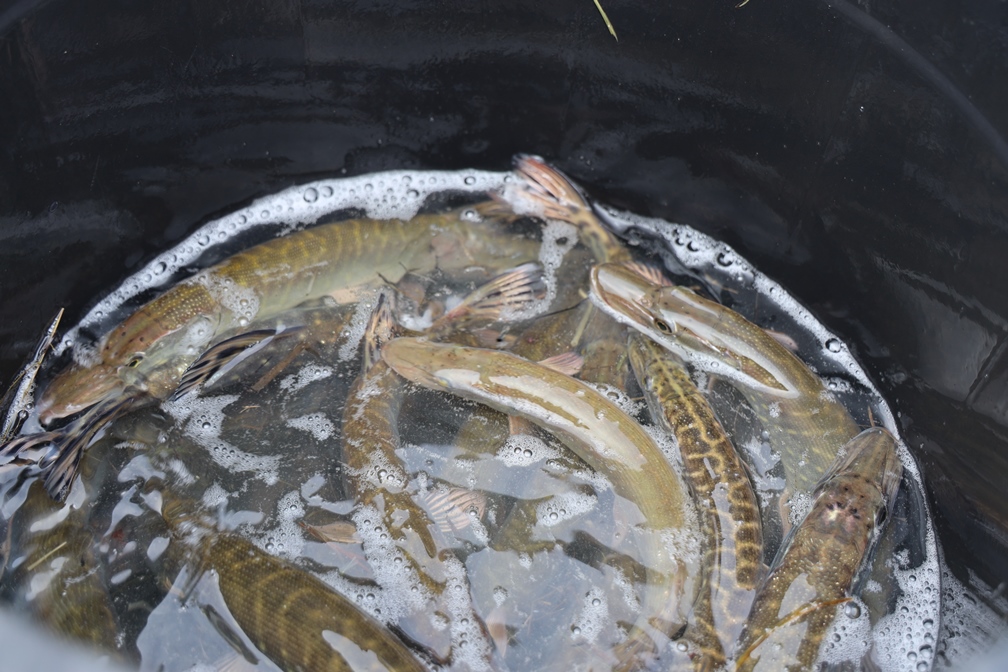 Actualités pêche Sioule Fades Ancizes