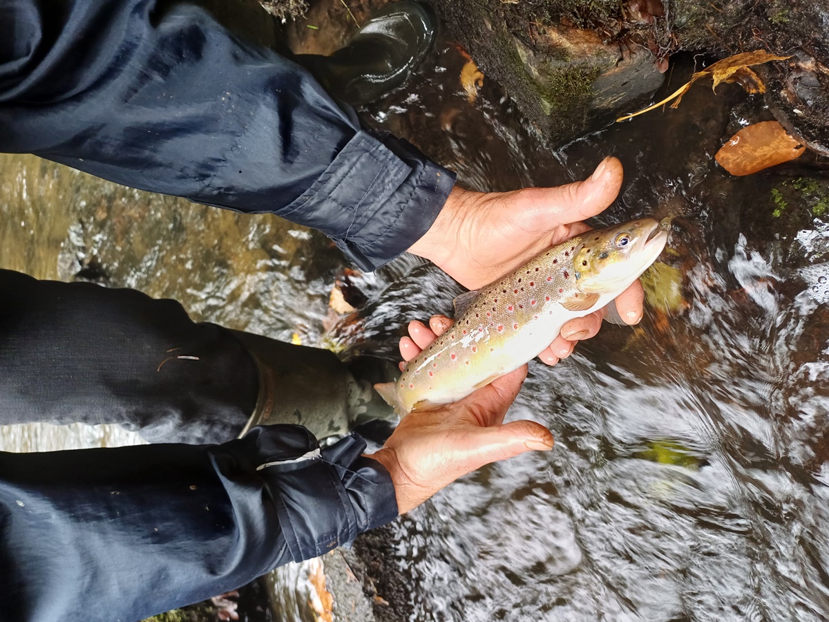 Actualités Pêcheur Aappma Ancizes Sioule Fades