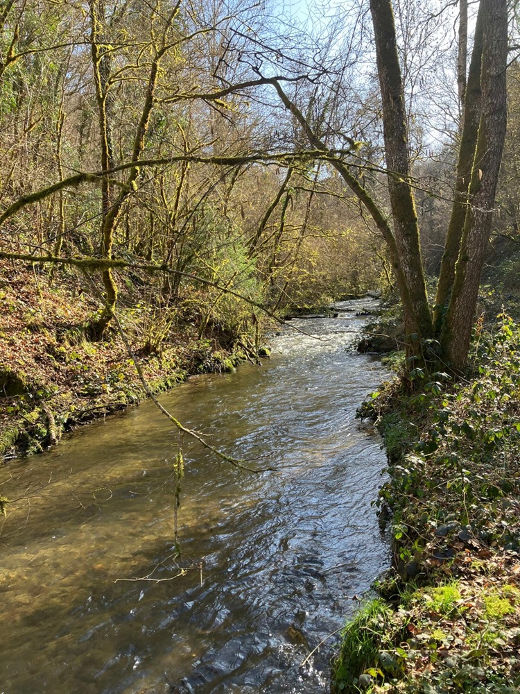 Pêche ruisseau Chalamont