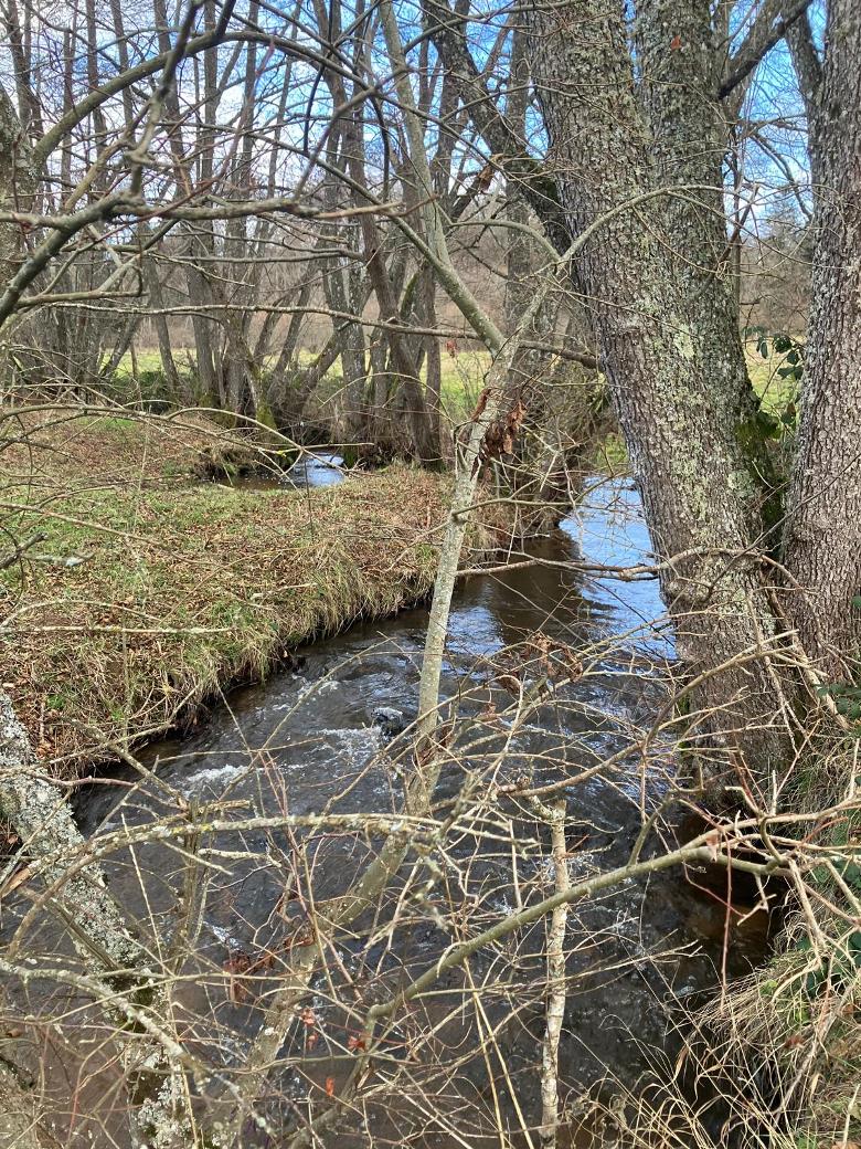 Pêche ruisseau Chalamont