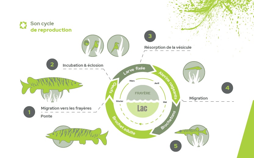 Taille quotas pêche Fades